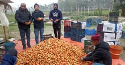 কুমিল্লায় ইউটিউব দেখে টমেটো চাষে সফল কৃষক