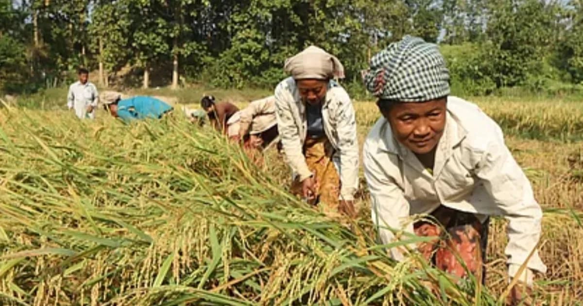 পাহাড়জুড়ে নবান্নের আমেজ: রাজস্থলীতে সোনালি আমন কাটার উৎসব