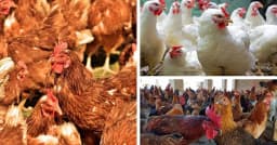রাজধানীতে সব ধরনের মুরগির দাম বেড়েছে ১০–১৫ টাকা