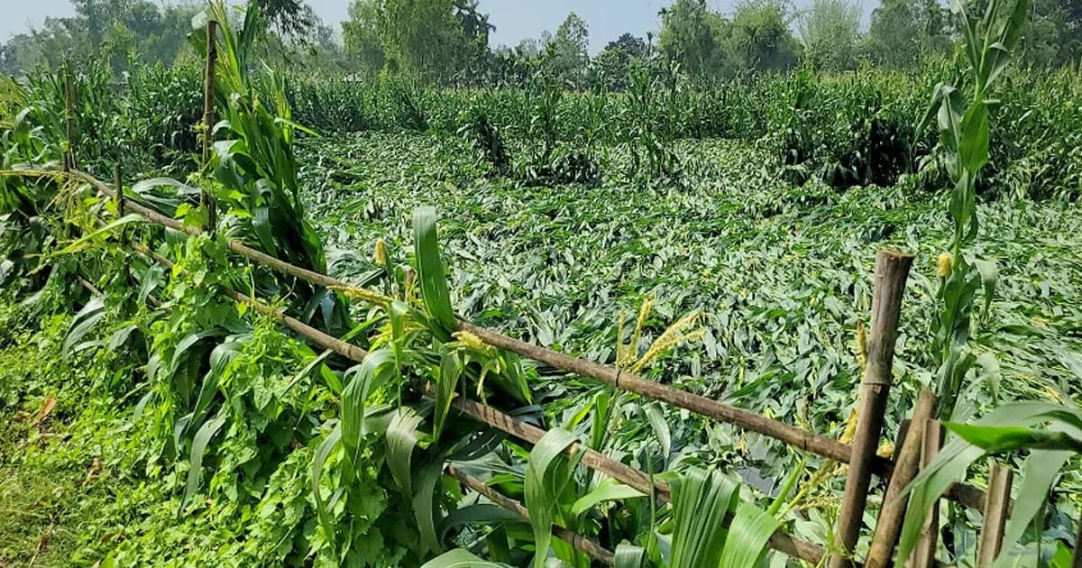 ঠাকুরগাঁওয়ে শিলাবৃষ্টি ও ঝড়ে ফসলের ব্যাপক ক্ষয়ক্ষতি