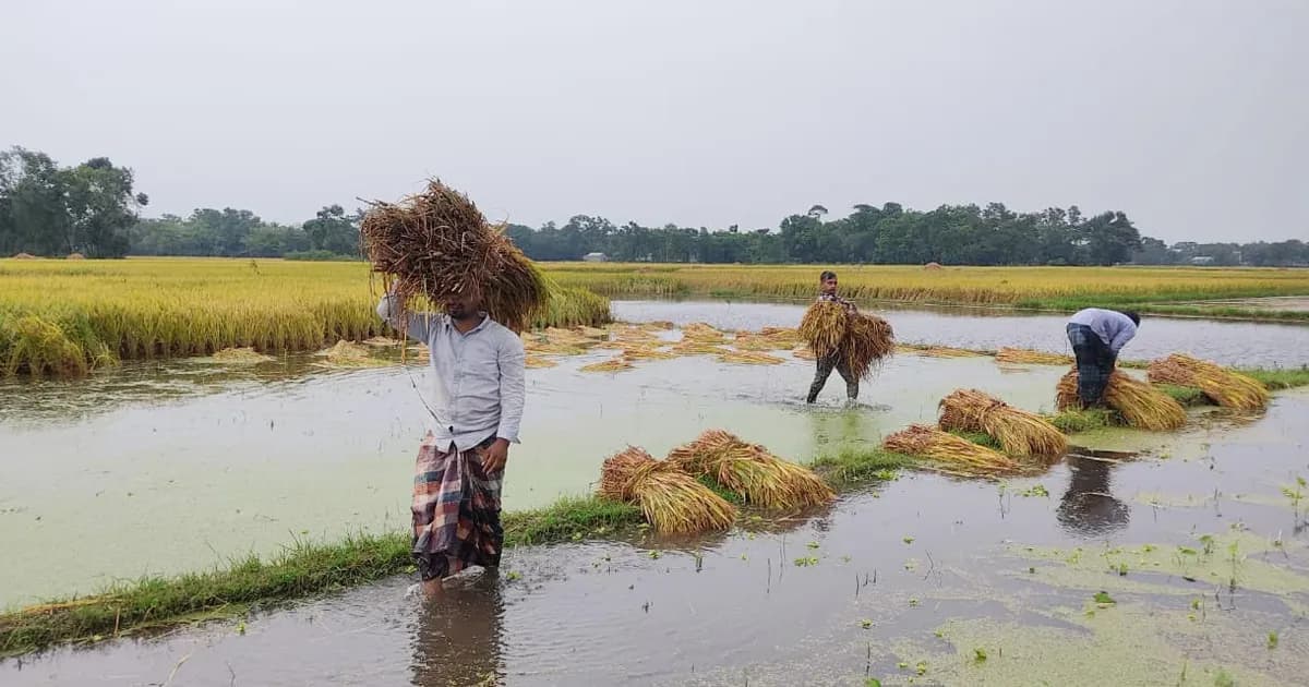 কুমিল্লায় ঝড়-বৃষ্টিতে মাঠেই নষ্ট হচ্ছে বোরো ধান