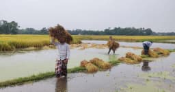 কুমিল্লায় ঝড়-বৃষ্টিতে মাঠেই নষ্ট হচ্ছে বোরো ধান