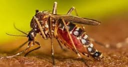 ডেঙ্গুতে আরও ৪ জনের মৃত্যু