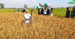 পত্নীতলায় সাত বিঘা জমির আমন ধান নষ্টের অভিযোগ