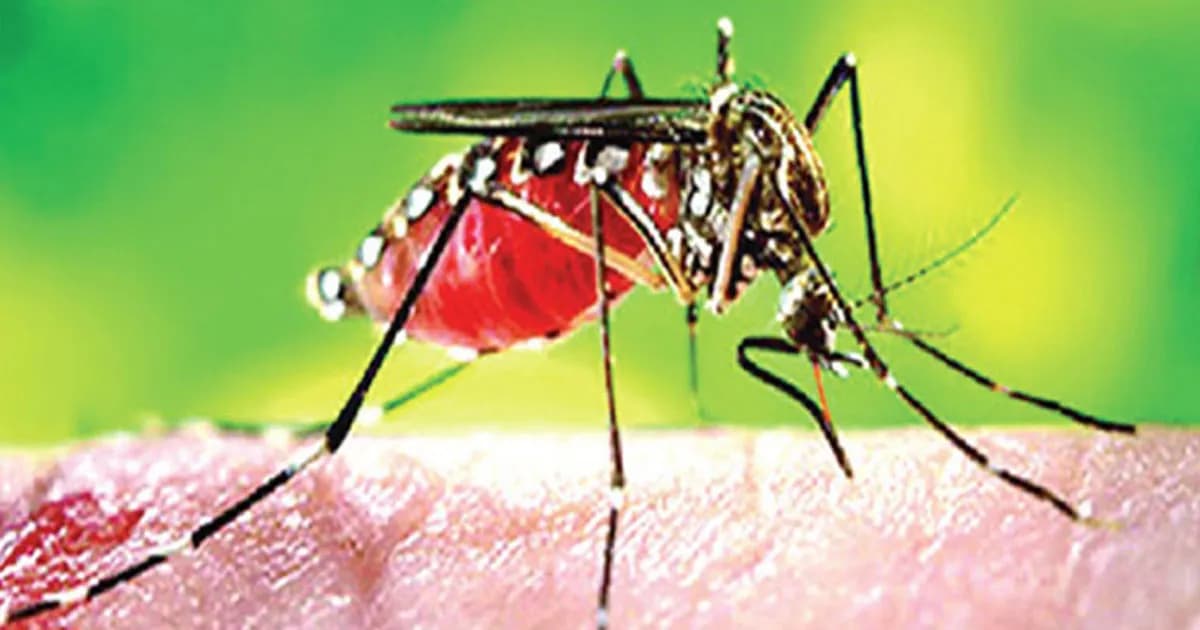 ডেঙ্গুতে আরও ৬ জনের মৃত্যু, একদিনে হাসপাতালে ভর্তি ১৮৮৬