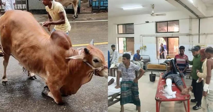 কোরবানির পশুর লাথি–গুঁতায় পঙ্গু হাসপাতালে ৩৩ জন