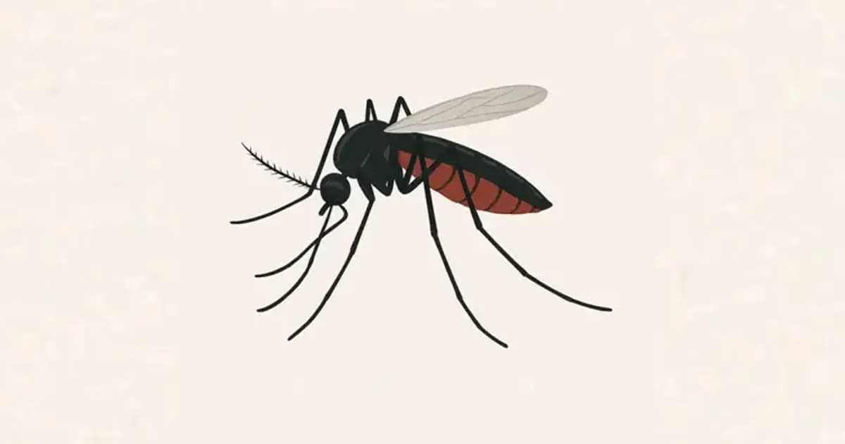 ডেঙ্গুতে ২৪ ঘণ্টায় আরও ৩ জনের মৃত্যু