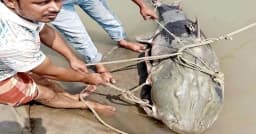 জেলের জালে ৯০ কেজির বাঘাইড়, বিক্রি হলো আকাশ ছোঁয়া দামে