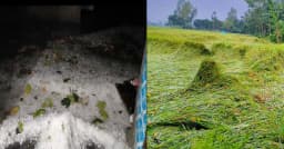 হাওরের বুকজুড়ে শিলার ক্ষত, এক রাতেই ভেসে গেল কৃষকের স্বপ্ন