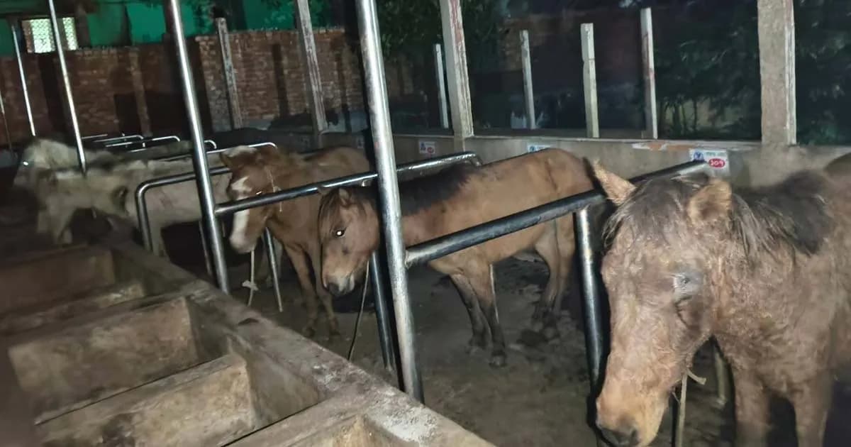 কাপাসিয়ায় পরিত্যক্ত খামারে ঘোড়া জবাই, মাংসসহ উদ্ধার ৫টি জীবিত ঘোড়া