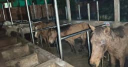 কাপাসিয়ায় পরিত্যক্ত খামারে ঘোড়া জবাই, মাংসসহ উদ্ধার ৫টি জীবিত ঘোড়া