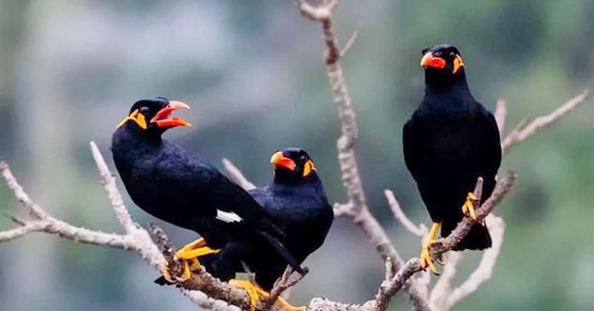 ৪৫ হাজার ময়না পাখি আটক করেছে কাতার