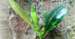 ধুনটে পাতা বিক্রির হিরিক, ঝড়ে যাচ্ছে কাঁঠালের পুষ্পমঞ্জরী