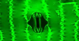 প্রথমবারের মতো উদ্ভিদের শ্বাসপ্রশ্বাস প্রক্রিয়া দেখতে পেল বিজ্ঞানীরা