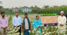 প্রথমবার ‘সুপার কিং’ পেঁয়াজের বীজ উৎপাদন