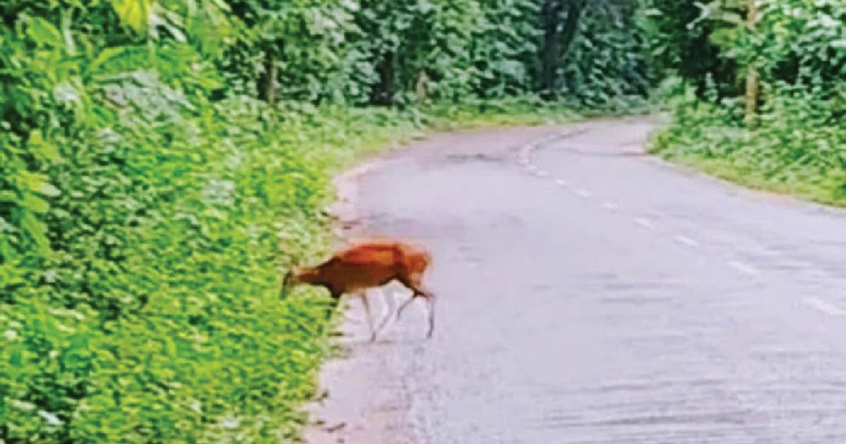 হরিণের দেখা মিলেছে সাতছড়ি জাতীয় উদ্যানে