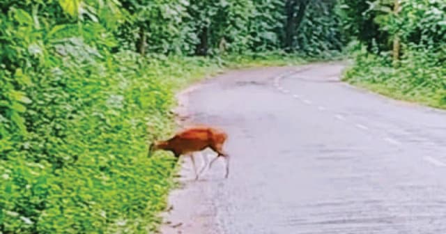 হরিণের দেখা মিলেছে সাতছড়ি জাতীয় উদ্যানে