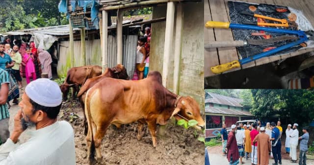 ধাওয়া খেয়ে নদীতে ঝাঁপ দিয়ে এক চোরের মৃত্যু, ৩ গরু উদ্ধার