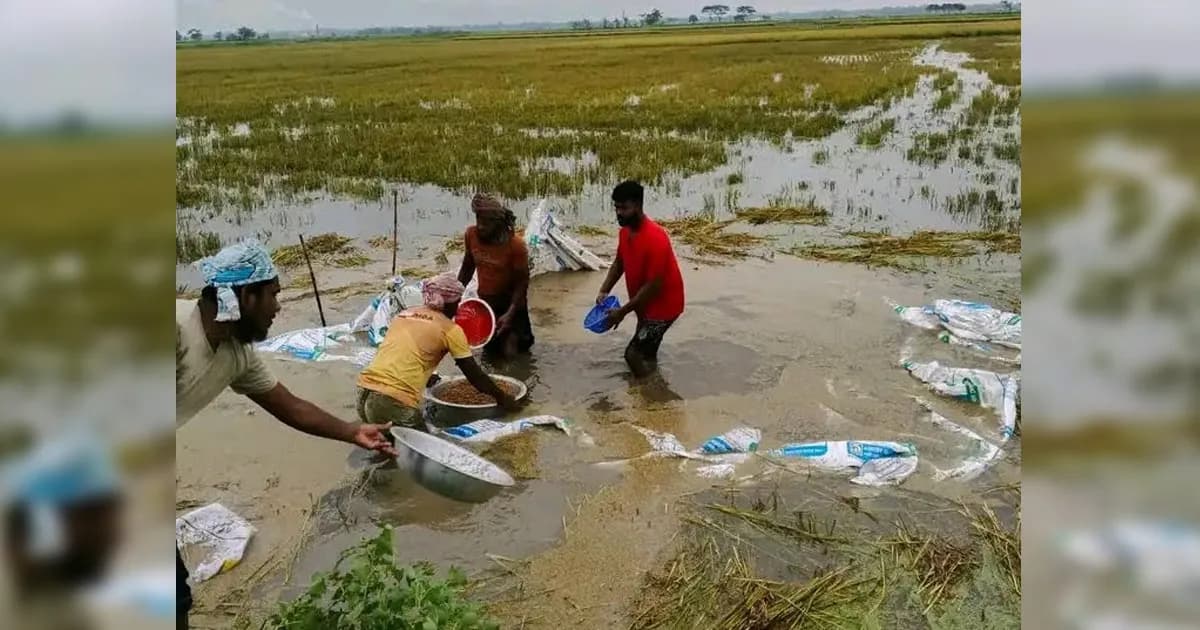 কিশোরগঞ্জে ভারি বর্ষণে কৃষকের ধান পানির নিচে