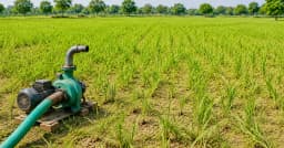 বৃষ্টির অভাবে শুকিয়ে যাচ্ছে আমন খেত, দুশ্চিন্তায় মৌলভীবাজারের কৃষক