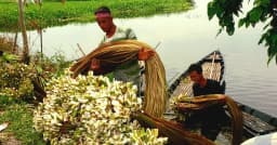 শ্রীনগরে বর্ষায় আড়িয়ল বিলসহ কর্মহীন কৃষকের আয়ের উৎস শাপলা
