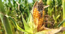 ঠিক সময়ে সার পড়েনি ভুট্টার জমিতে, ফলন কমের শঙ্কায় শেরপুরের চাষিরা