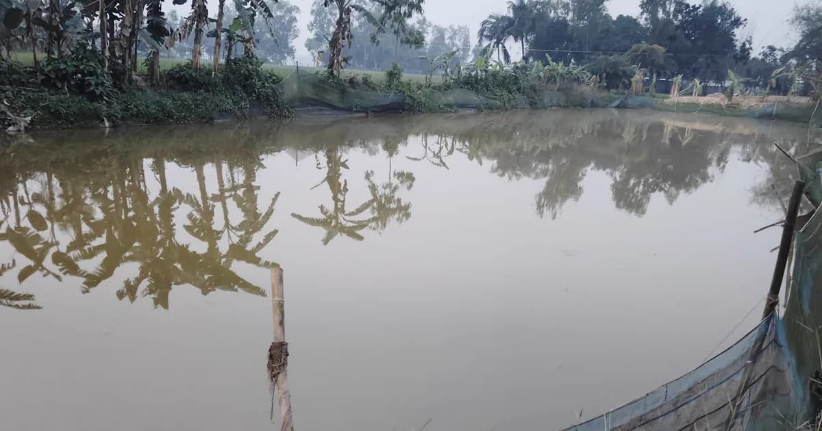 শেরপুরে পুকুরে মাছ লুটের ঘটনায় থানায় অভিযোগ