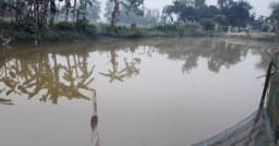 শেরপুরে পুকুরে মাছ লুটের ঘটনায় থানায় অভিযোগ