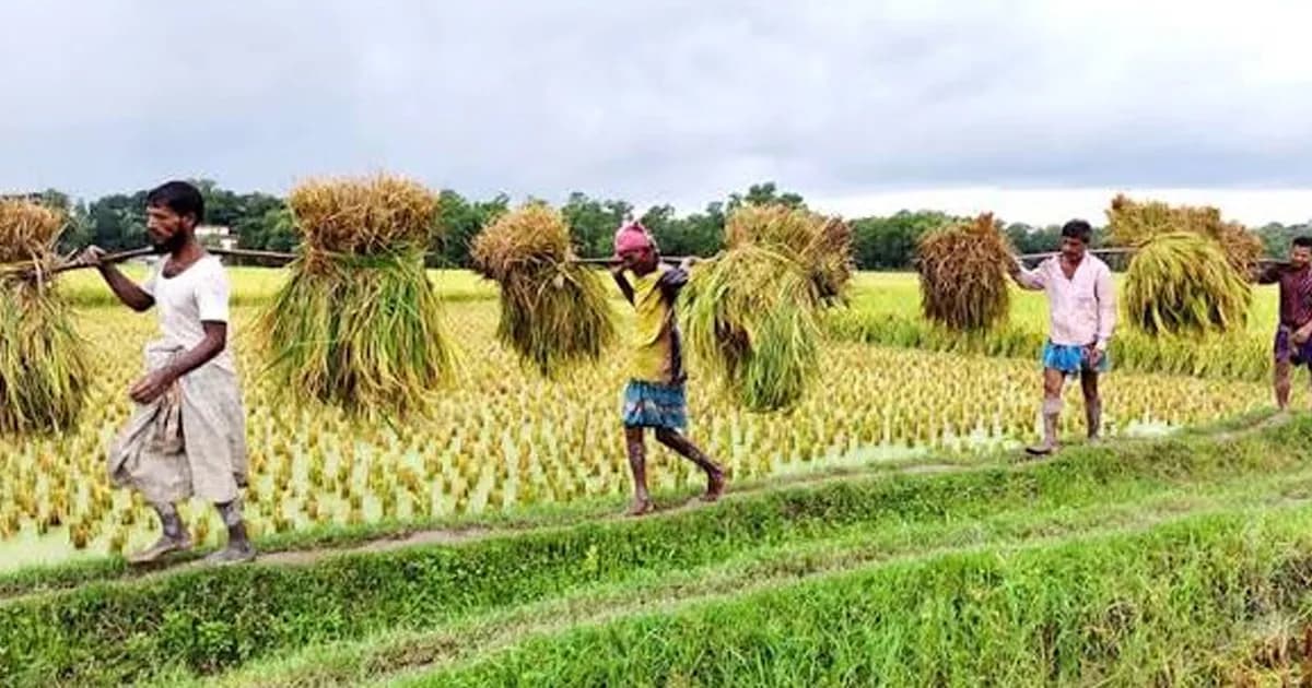 নবীনগরে বোরোর বাম্পার ফলনেও কৃষকের কপালে চিন্তার ভাঁজ