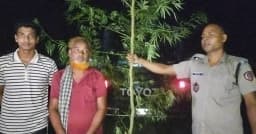 কালাইয়ে ১২ ফুট গাঁজা গাছসহ একজনকে আটক