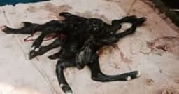 মণিরামপুরে আট পা বিশিষ্ট ছাগল ছানার জন্ম, উৎসুক জনতার ভিড়