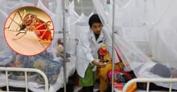 ২৪ ঘন্টায় ডেঙ্গুতে আরও ৫ জনের মৃত্যু