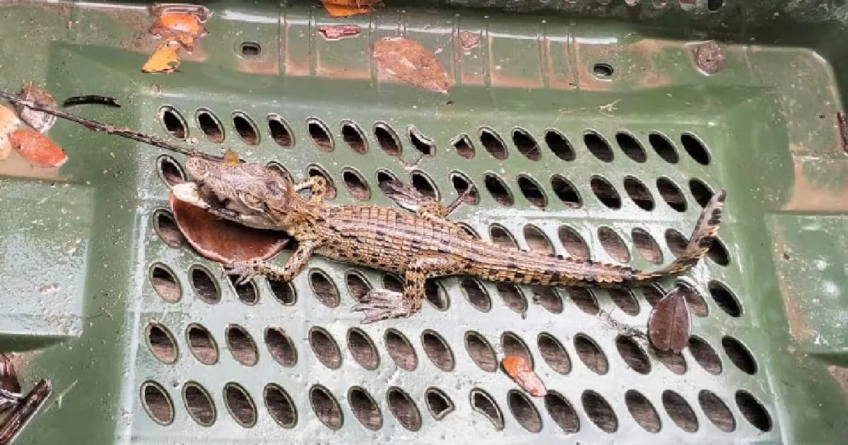 শরণখোলায় লোকালয় থেকে কুমিরের ছানা উদ্ধার