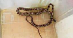 বাসাবাড়িতে মিলল বিরল অপরূপ সুন্দর ‘কালনাগিনী’ সাপ