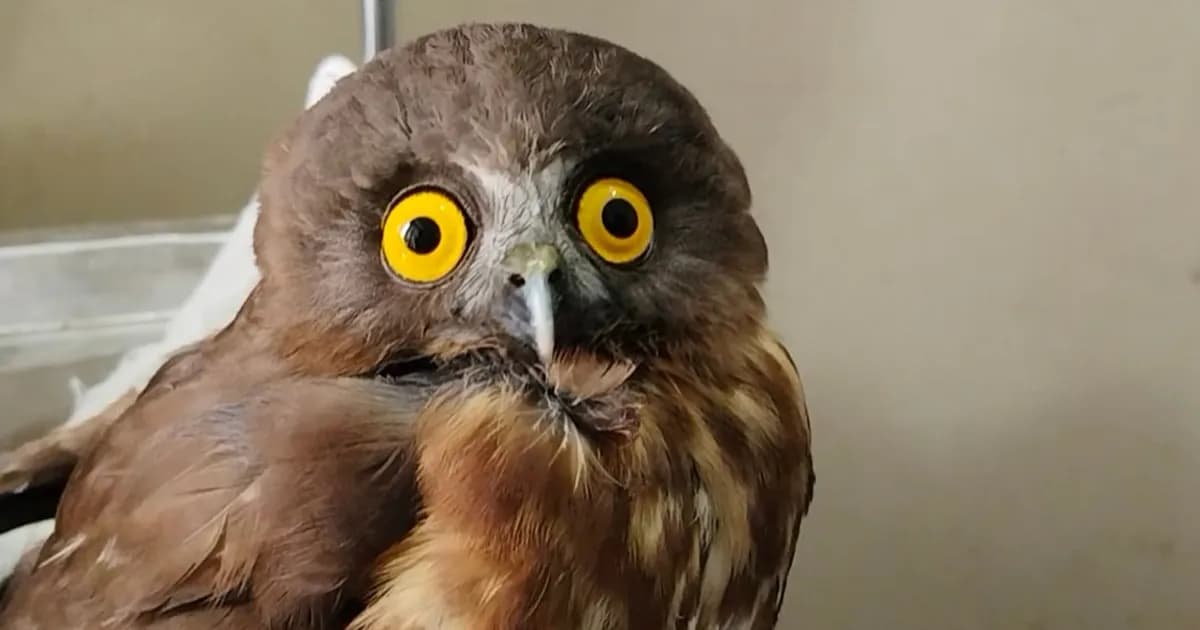 কলাপাড়ায় বিরল প্রজাতির ব্রাউন বুবক পাখি উদ্ধার