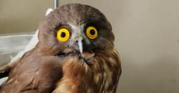 কলাপাড়ায় বিরল প্রজাতির ব্রাউন বুবক পাখি উদ্ধার