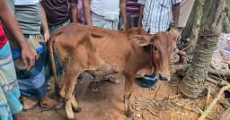 চুরি হওয়া গরু মিলল বিএনপির নেতার গোয়ালে, দল থেকে শোকজ
