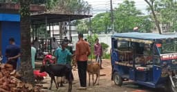 মৌলভীবাজার প্রাণীসম্পদ হাসপাতালে সরকারি ওষুধ সংকটের অভিযোগ