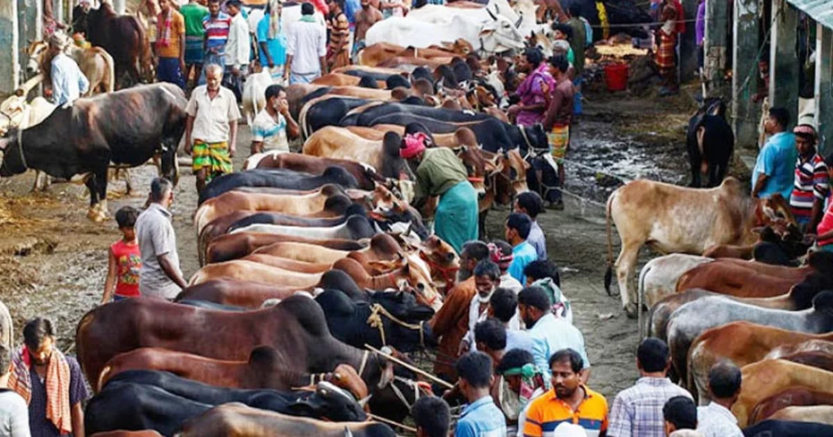 ঢাকায় বসছে ২৮ পশুর হাট, টেন্ডারে কড়াকড়ি দুই সিটির