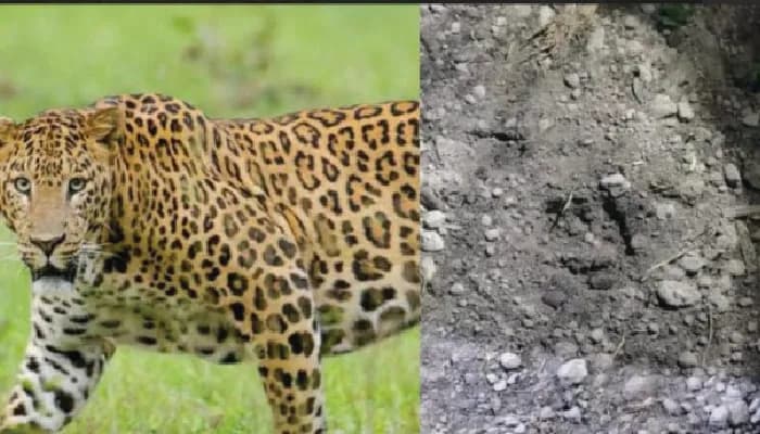 সীমান্ত ঘেঁষা পাটগ্রামে চিতাবাঘের হানা, আতঙ্কে এলাকাবাসী