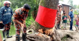 ‘অলৌকিক’ বলে আলোচিত সেই গাছ কেটে ফেলল প্রশাসন