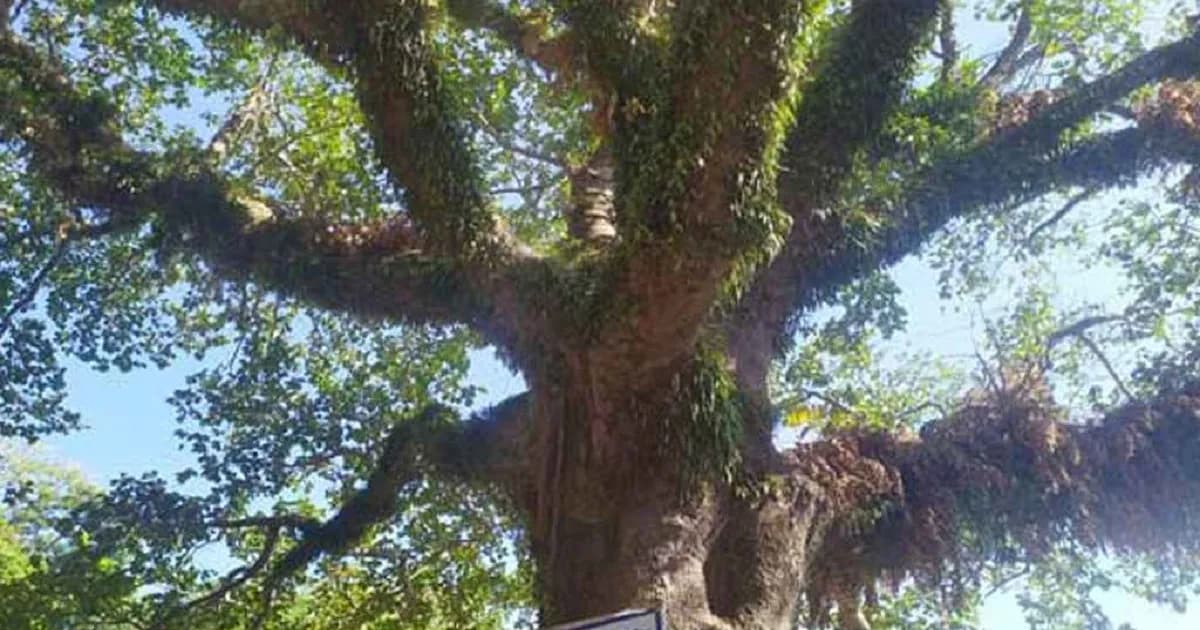 ৩২৫ বছরের প্রাচীন চাপালিশ গাছ পেল ‘স্মারক বৃক্ষ’ স্বীকৃতি