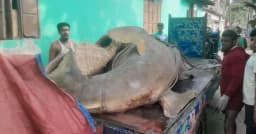 ঝালকাঠিতে জেলের জালে দানবাকৃতির ‘খটক মাছ’