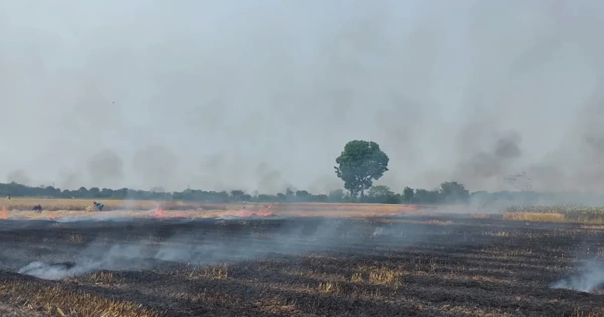 মৌসুমের শেষে চরম আঘাত, মেহেরপুরে ৭০ বিঘা গম পুড়ে ছাই
