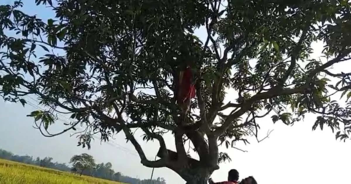 ঝগড়ার জেরে গাছের মগডালে গৃহবধূ অতঃপর...