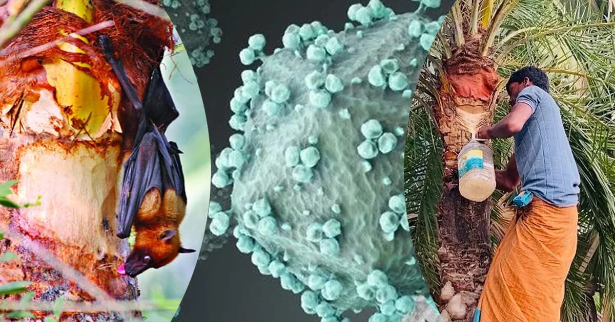নিপাহ ভাইরাসে বাড়ছে আতঙ্ক, অনিরাপদ খেজুরের রসই বড় ঝুঁকি