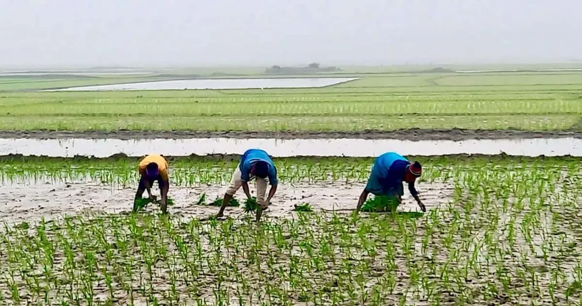 তীব্র শীত উপেক্ষা করে বোরো ধান রোপনে ব্যস্ত কৃষকরা
