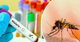 রাজধানীজুড়ে বাড়ছে নতুন শঙ্কা, মিলল ম্যালেরিয়ার বাহক মশা