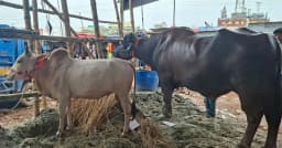 গাবতলী হাটে মহিষ কিনলে— সঙ্গে প্রায় দুই মণ ওজনের গরু ফ্রি!