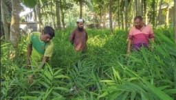 নকলায় অনাবাদি জমিতে বস্তায় আদা চাষে বাড়ছে জনপ্রিয়তা